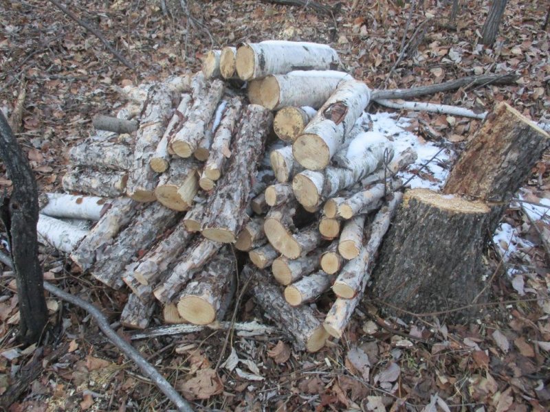 В Амурске направлено в суд уголовное дело о незаконной рубке лесных насаждений